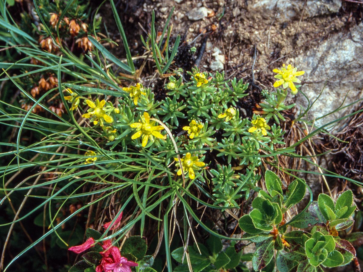 Saxifraga aizoides